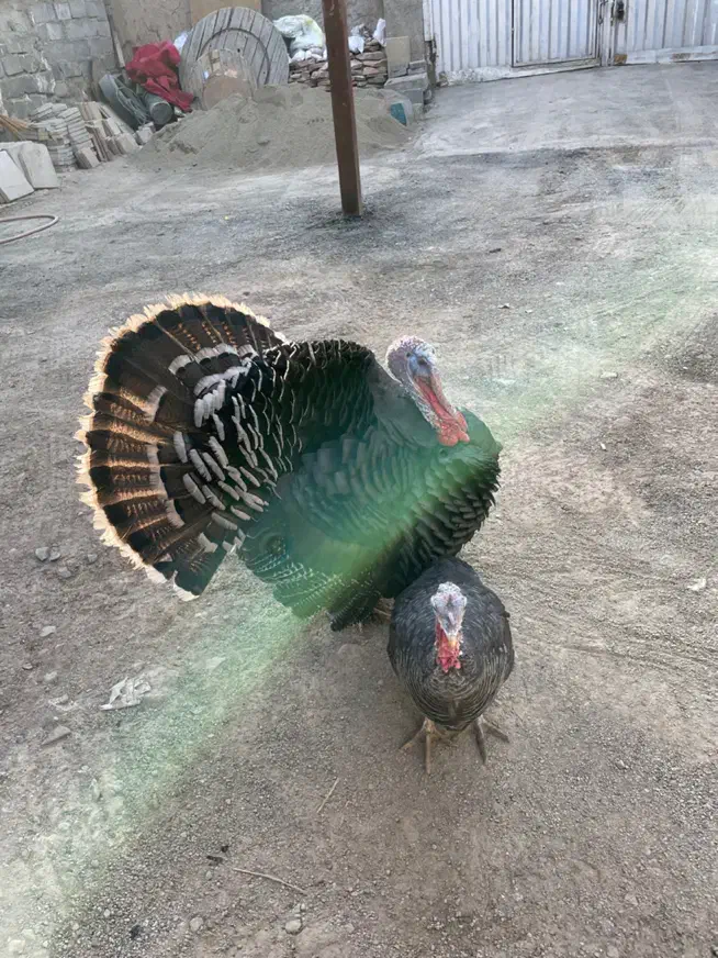 بوقلمون نر و ماده|حیوانات مزرعه|تهران, خلازیر|دیوار