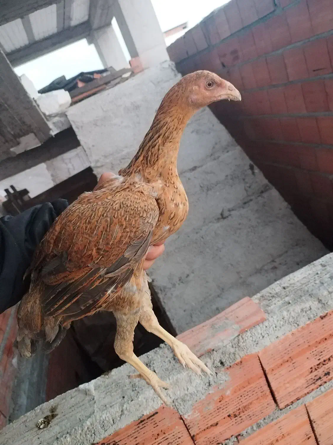 جوجه مرغ لاری|حیوانات مزرعه|قائم‌شهر, |دیوار