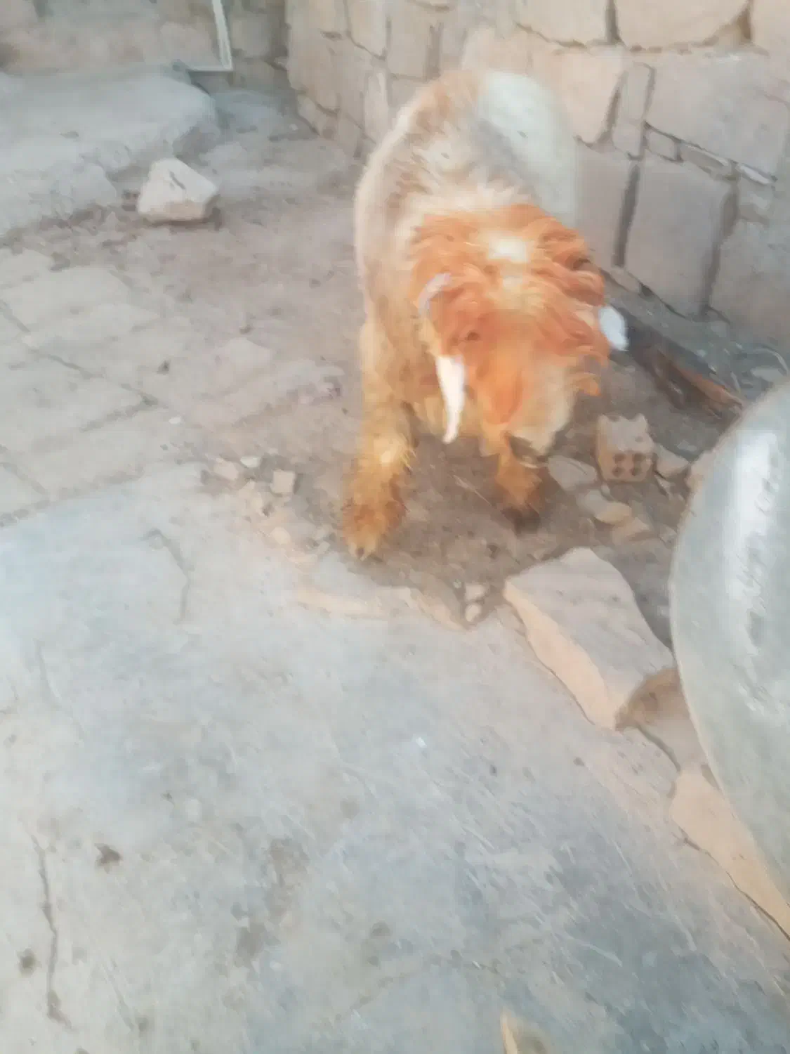 یک راس کوه تخمی|حیوانات مزرعه|اندیکا, |دیوار