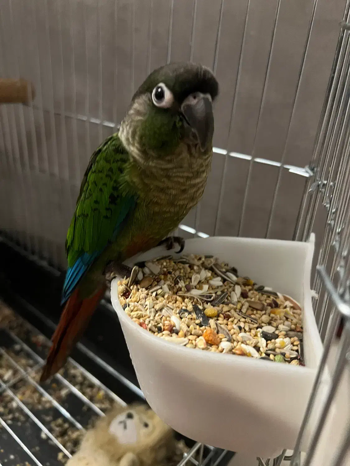 پرنده گرین چیک|پرنده|تهران, جوانمردان (اندیشه)|دیوار