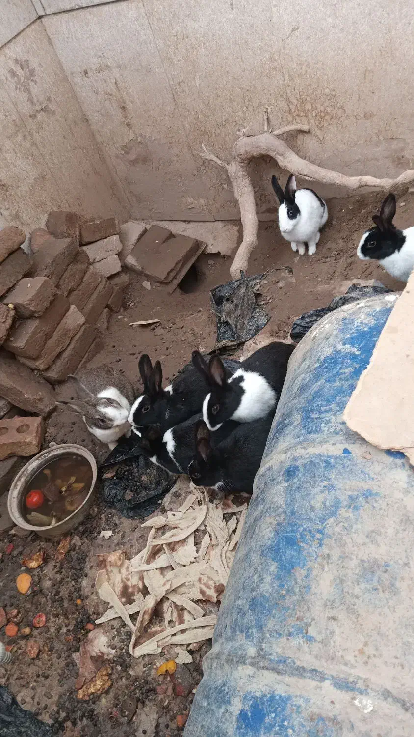 خرگوش|موش و خرگوش|تربتحیدریه, دیزقند|دیوار