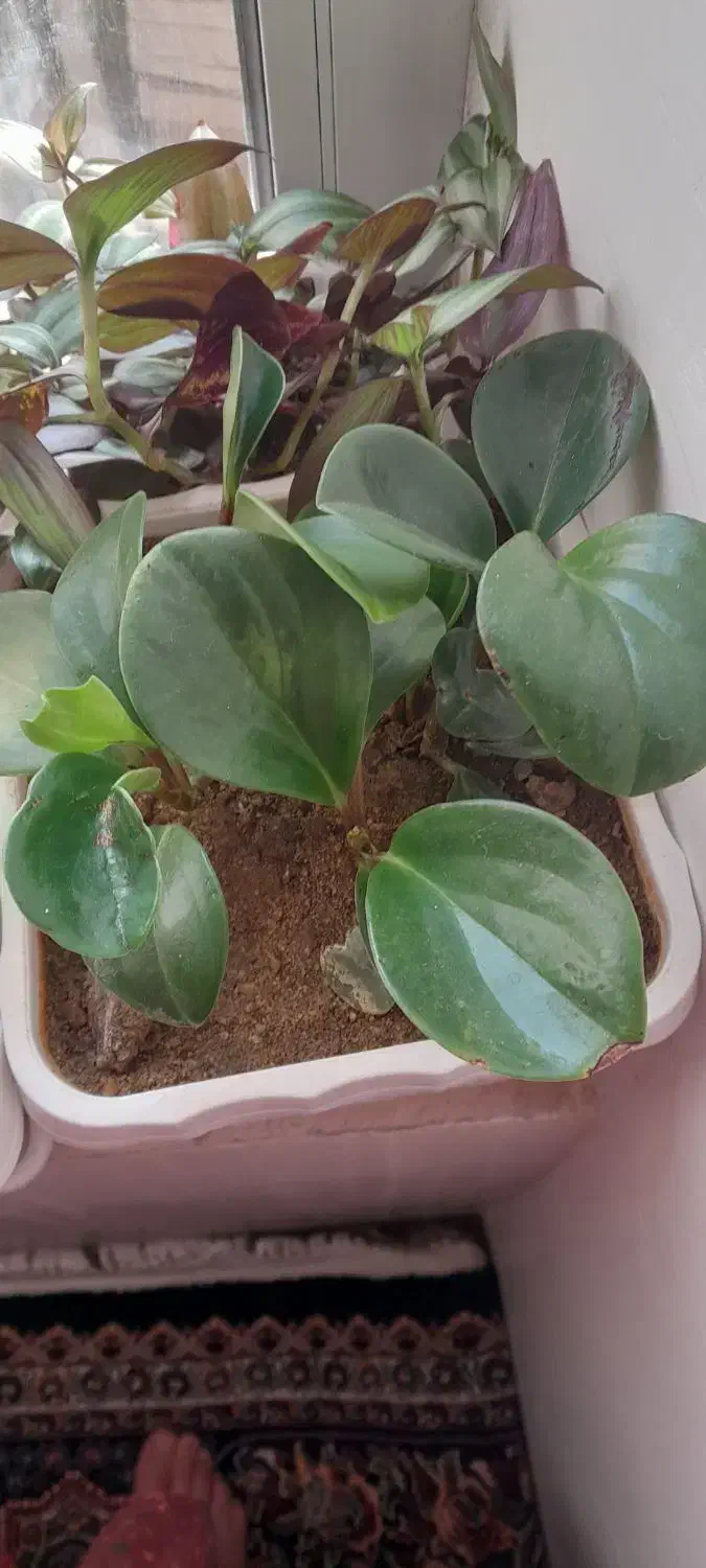 انواع گل و گیاه اپارتمانی|گل و گیاه طبیعی|مهاباد (آذربایجان غربی), |دیوار