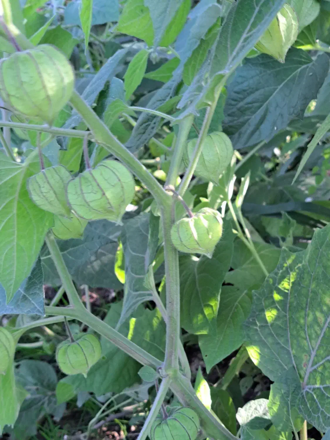 نهال فیسالیس|گل و گیاه طبیعی|گرگان, |دیوار