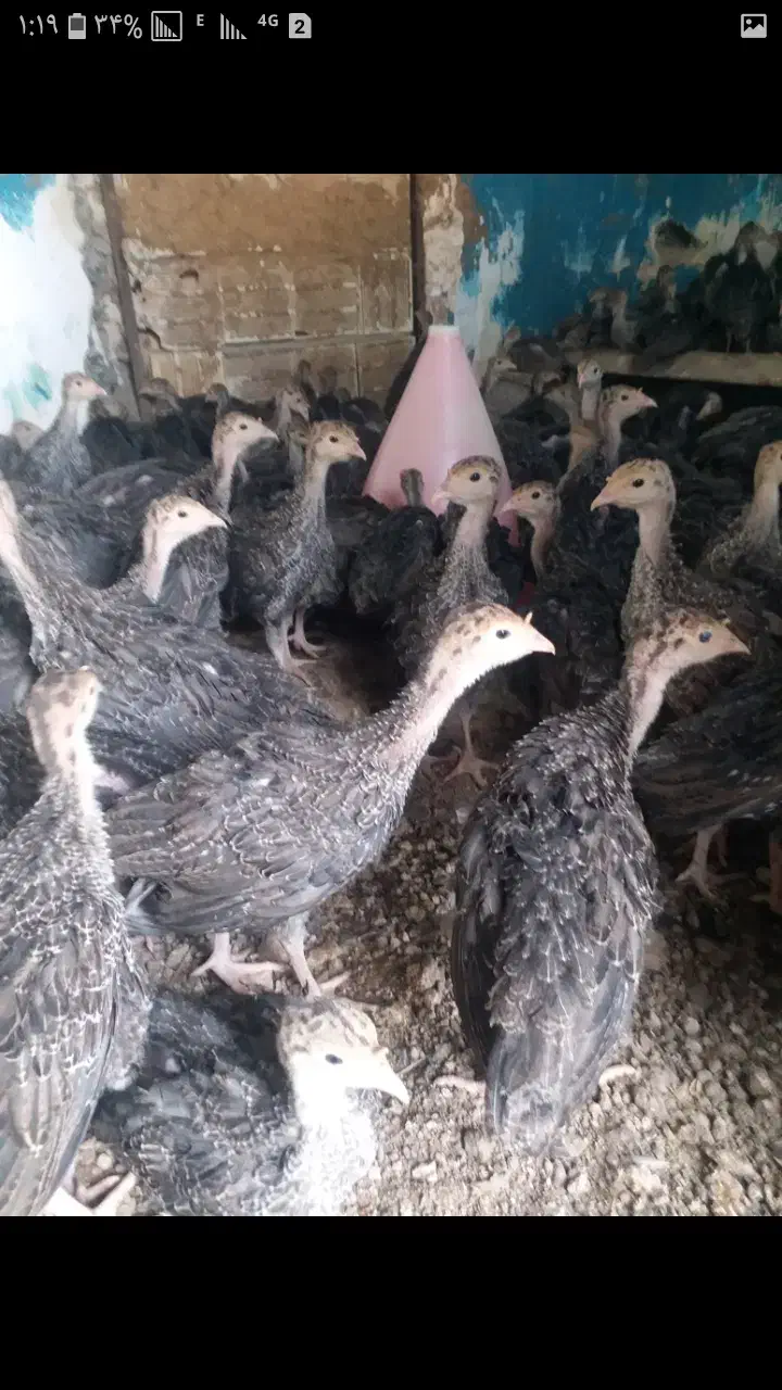 جوجه بوقلمون دوماهه|حیوانات مزرعه|پارسآباد, |دیوار