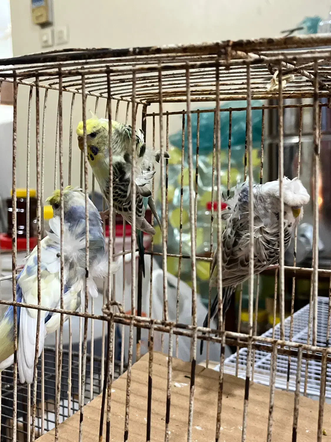 مرغ عشق رینبو و پروانه ای و طوطی کوتوله برزیلی|پرنده|قائم‌شهر, |دیوار