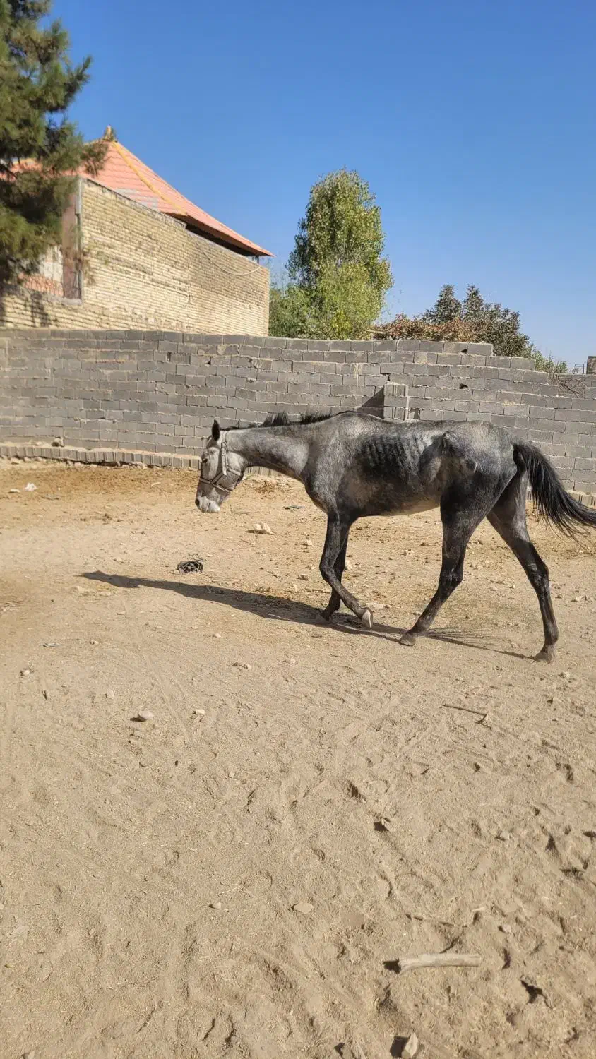 دوتا اسب ترکمن مادیان ۱۰۰ میلیون|اسب و تجهیزات اسبسواری|مشهد, شهید شهریاری|دیوار