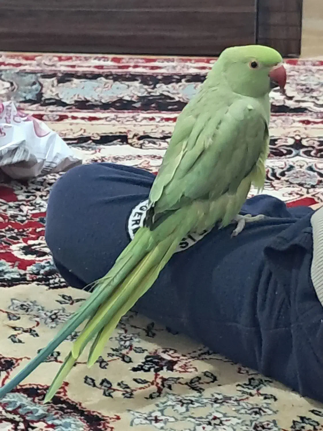 طوطی ملنگو|پرنده|چترود, |دیوار