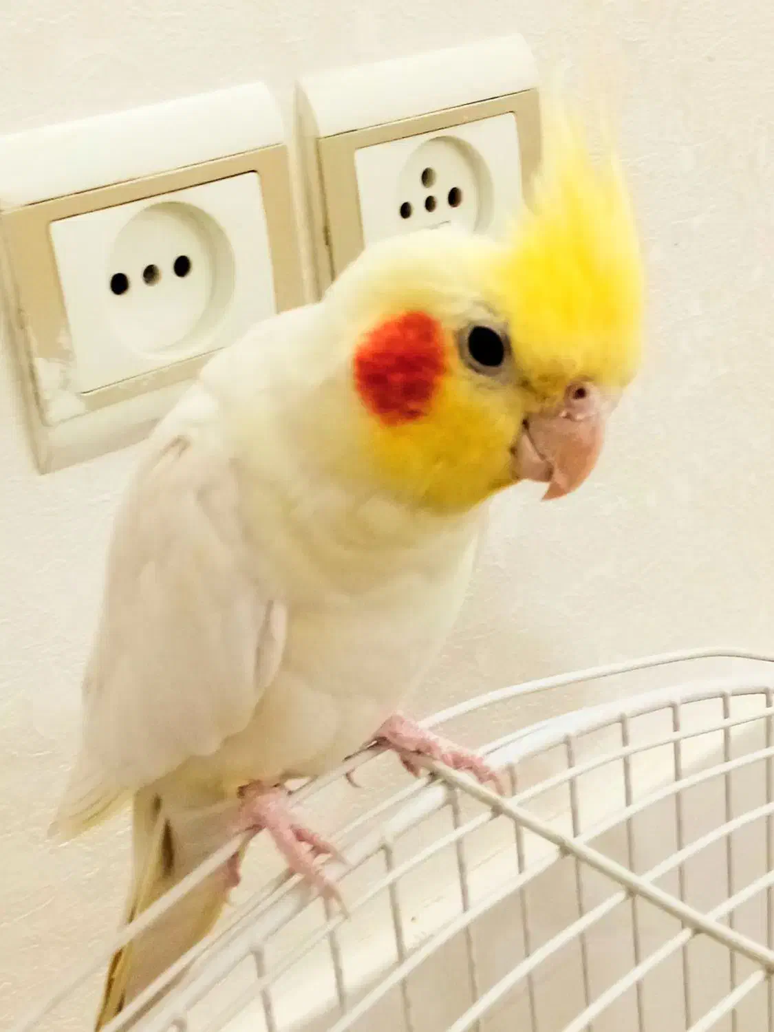 عروس هلندی سخنگو|پرنده|قم, شهرک توانیر|دیوار