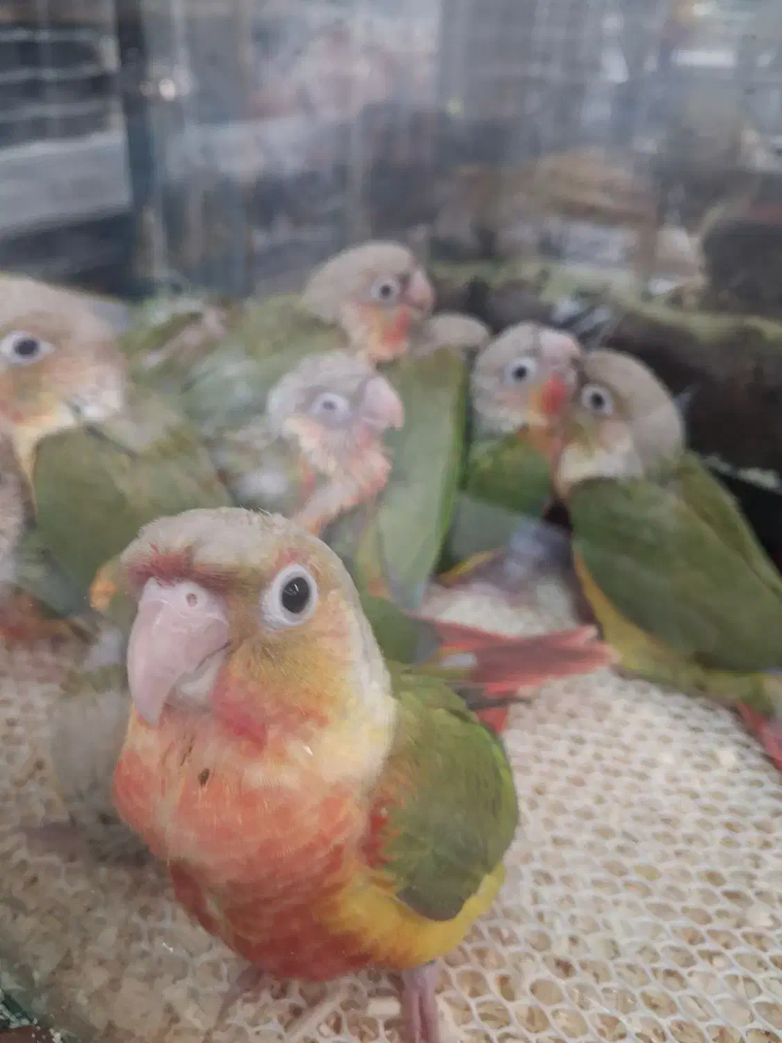 طوطی گیرینچیک|پرنده|تهران, مجیدآباد|دیوار