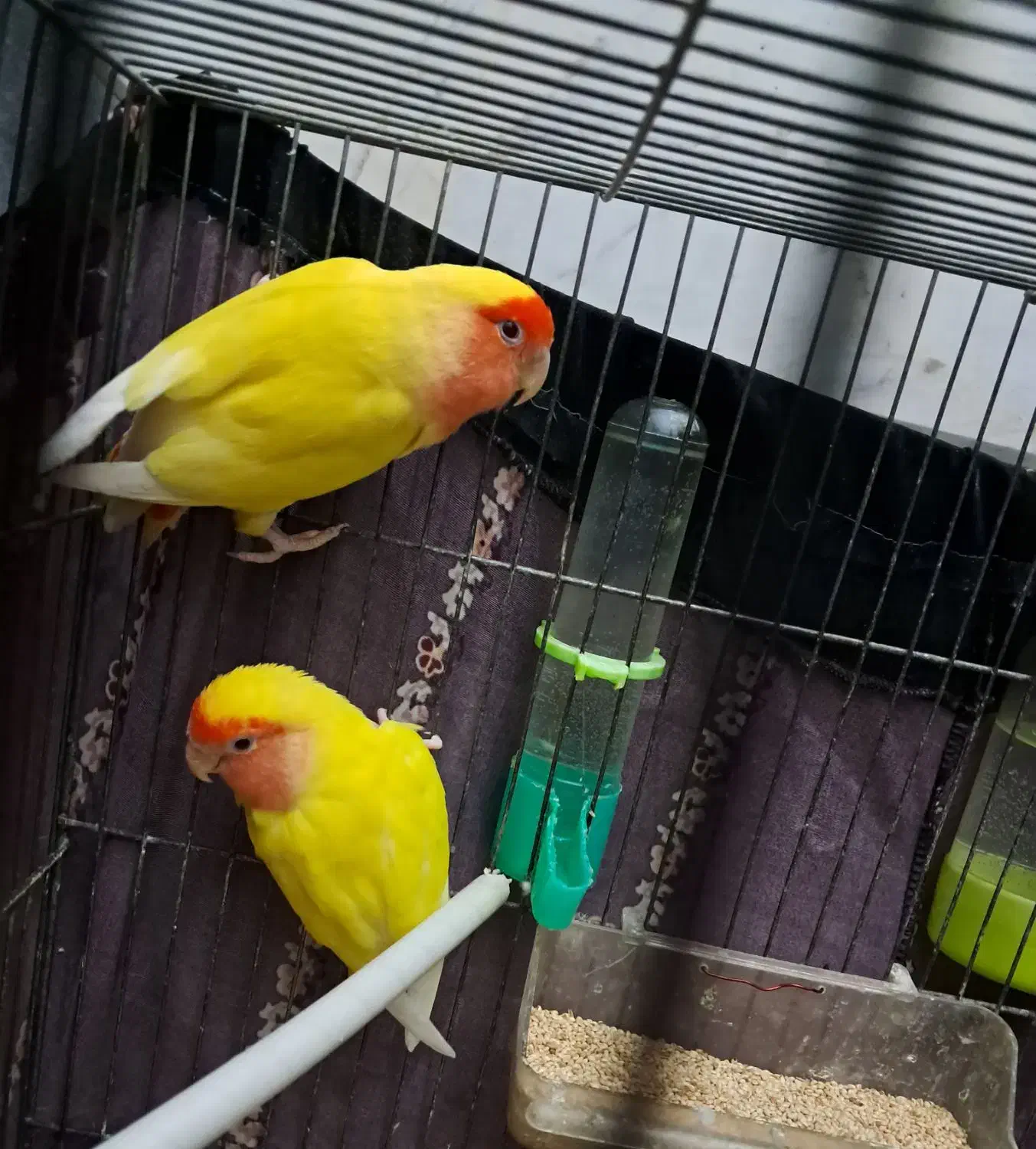 یک جفت کوتوله|پرنده|قم, شهرک سازمان آب|دیوار