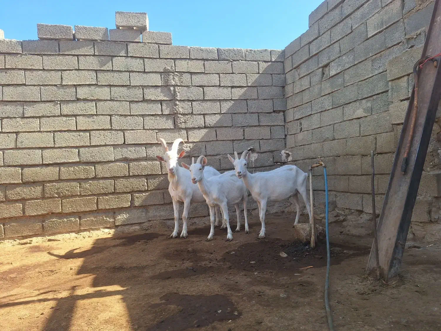 ۳راس بزغاله سانن|حیوانات مزرعه|صحنه, |دیوار