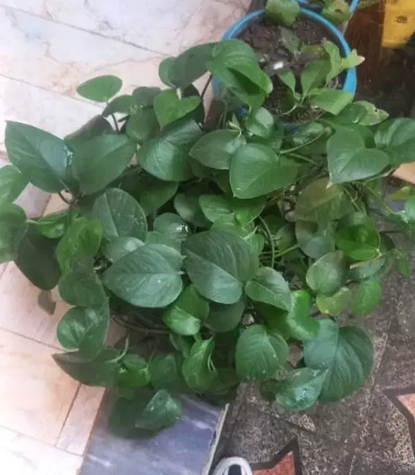 گل و گیاه گلدونی|گل و گیاه طبیعی|رشت, یخسازی|دیوار