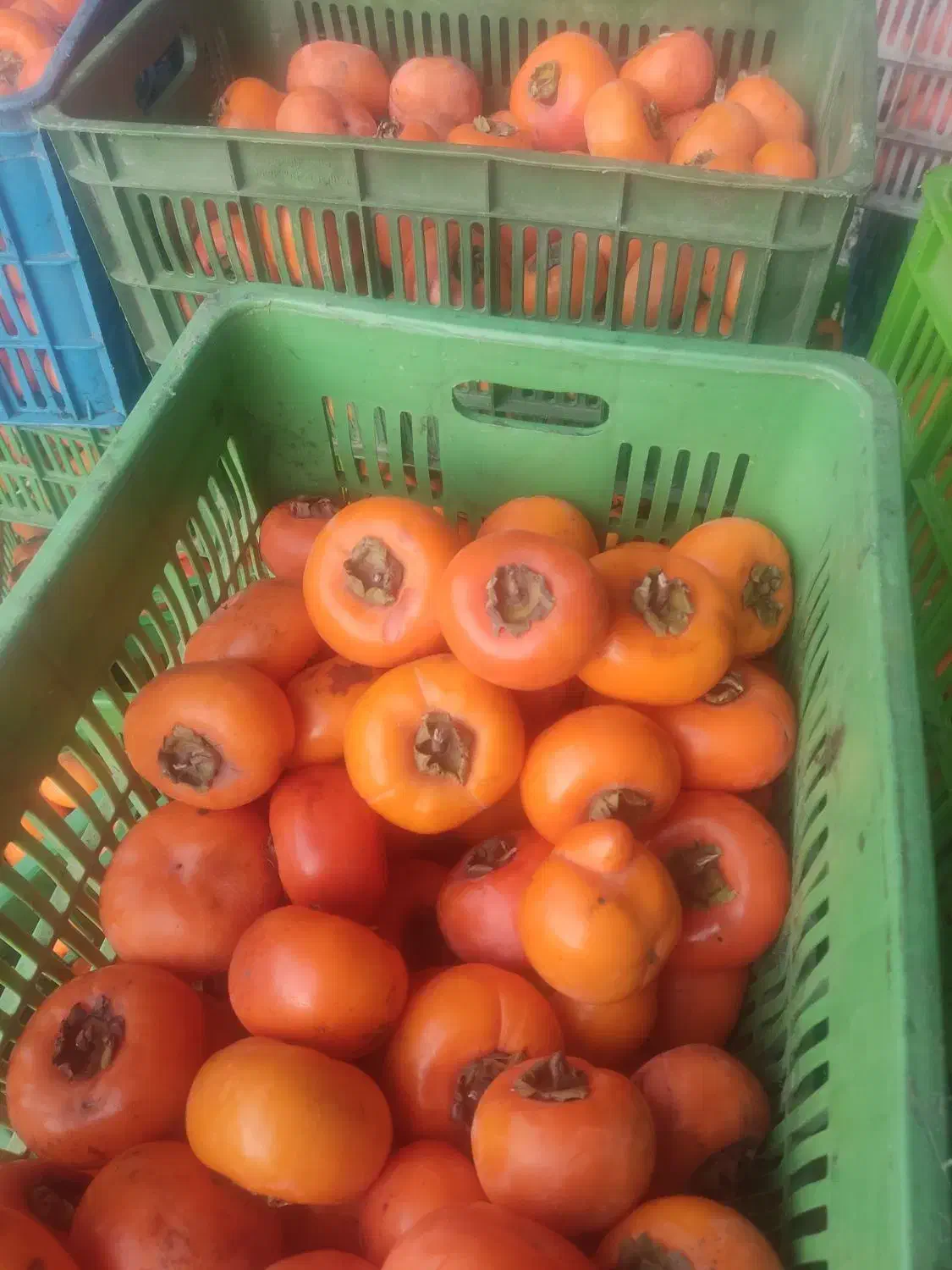 خرمالو خریدارم|خدمات باغبانی و درختکاری|لوندویل, |دیوار