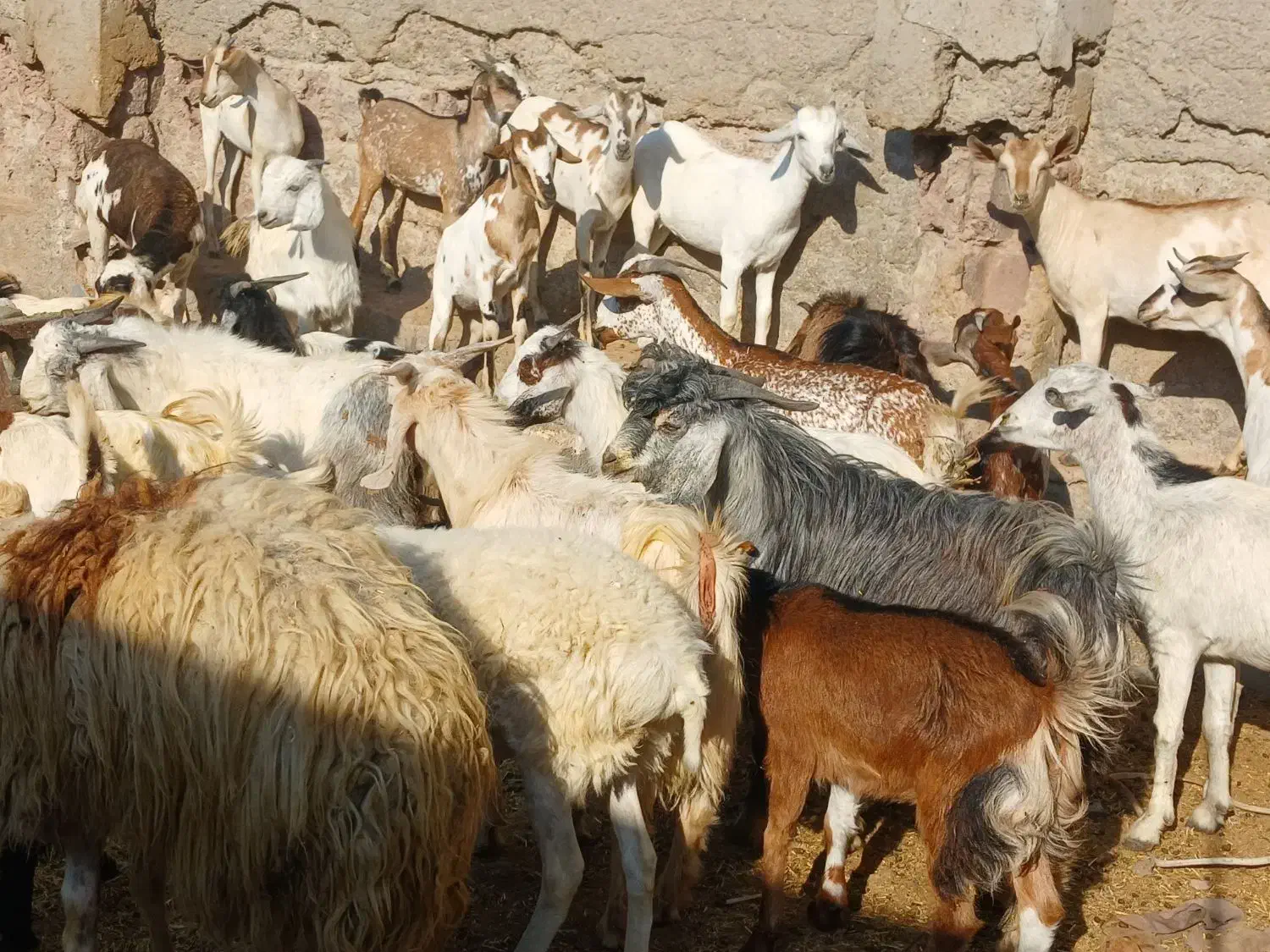 کهره گیسه بز خود بندرعباس با قصابی رایگان|حیوانات مزرعه|بندرعباس, |دیوار