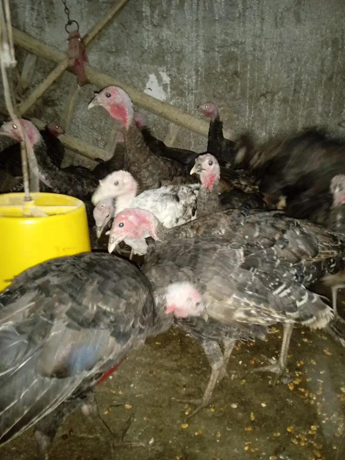 جوجه بوقلمون|حیوانات مزرعه|نیشابور, فضل|دیوار