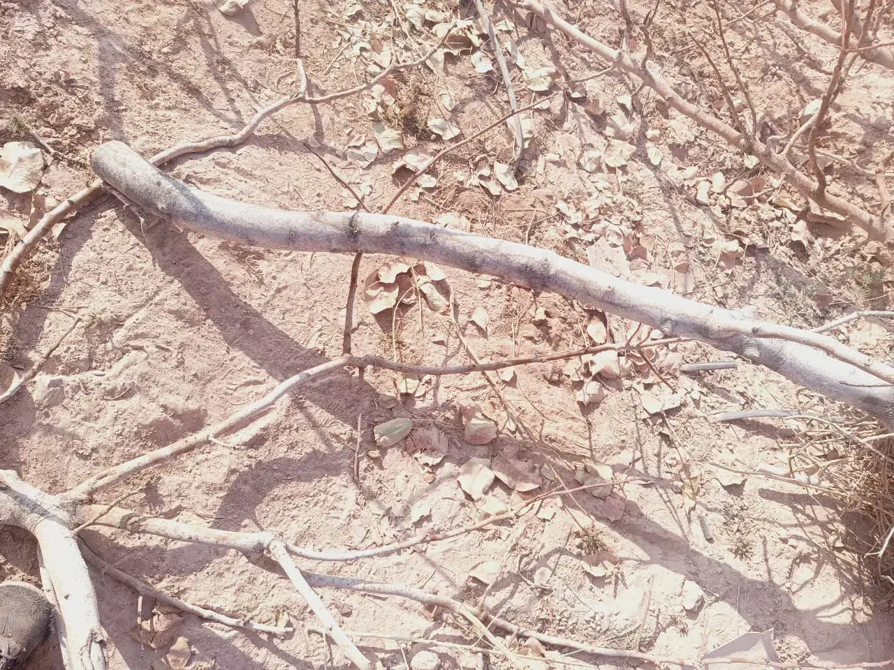 فروش چوب پسته 6500|عمده‌فروشی|گرمسار, |دیوار