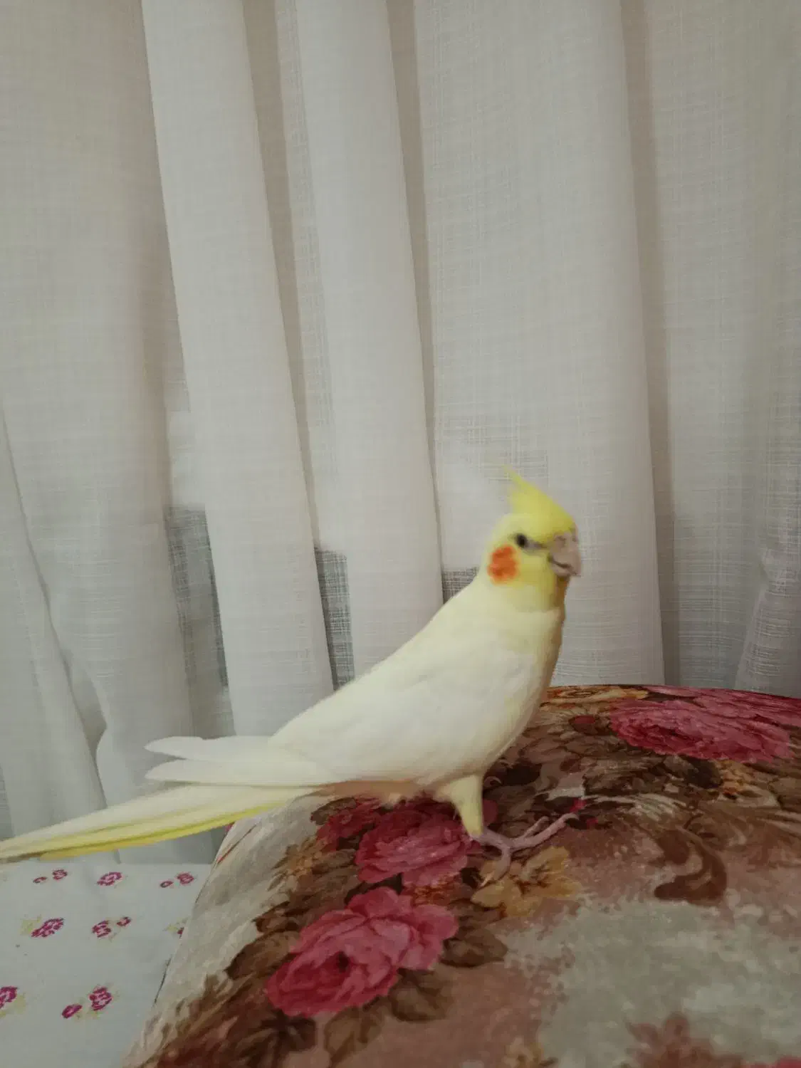 عروس هلندی دستی صحبت میکنه ولی کم|پرنده|کاشمر, |دیوار