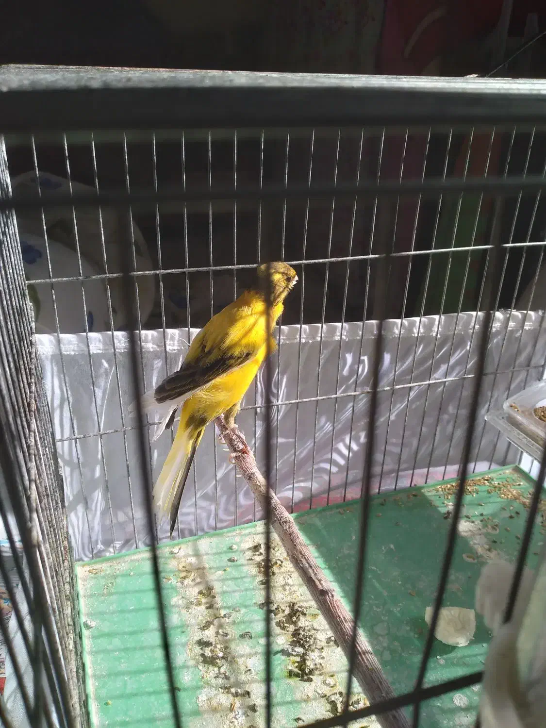 قناری ماده اماده بلند|پرنده|رودهن, |دیوار