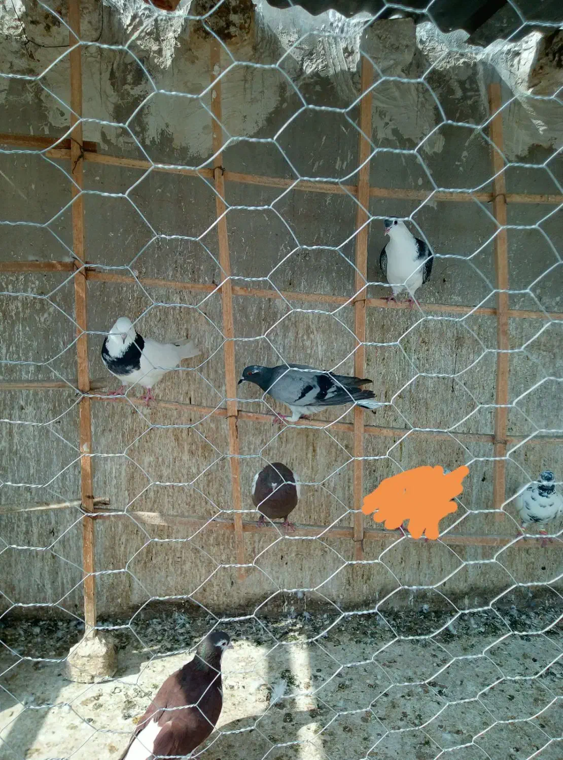 کفتر صید|لوازم جانبی حیوانات|مشهد, کارگران|دیوار