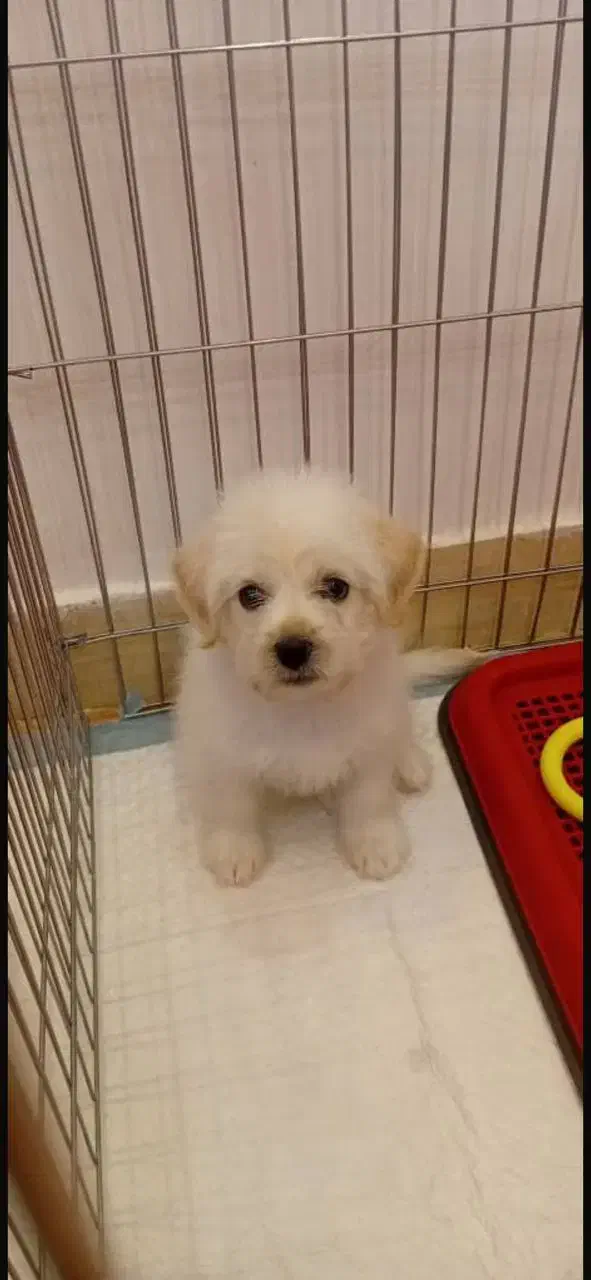 سگ خانگی پودل|سگ|پرند, فاز ۵|دیوار