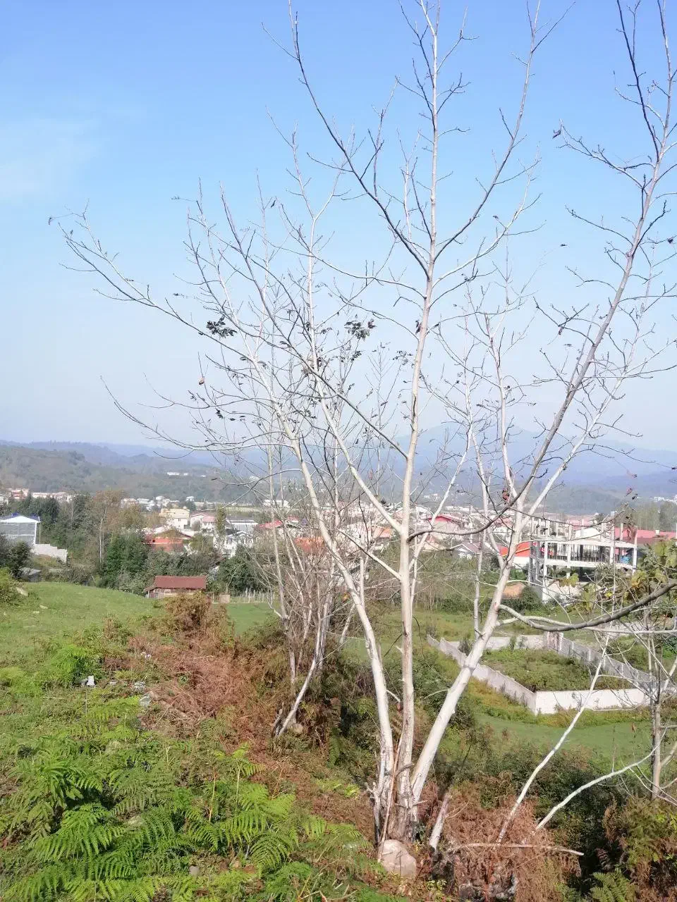 فروش آس ترین قطعه۵۰۰متری داری جواز ۲۰۰متری اطاقور|فروش زمین و ملک کلنگی|اطاقور, |دیوار