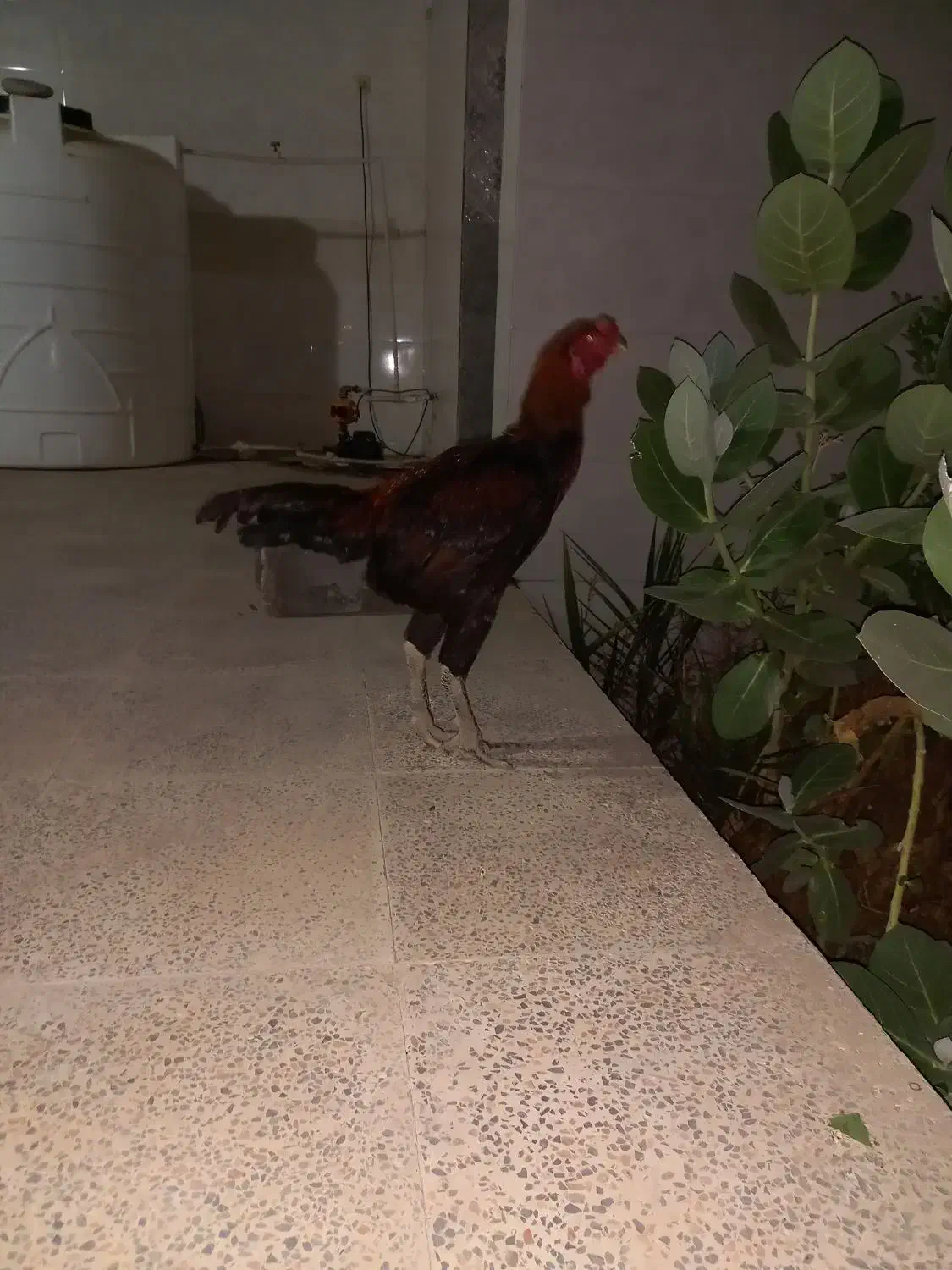 خروس|حیوانات مزرعه|بندرعباس, |دیوار