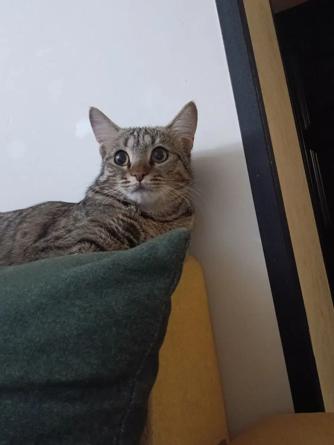 واگذاری گربه دی اس اچ|گربه|کرج, فاز ۳ مهرشهر|دیوار