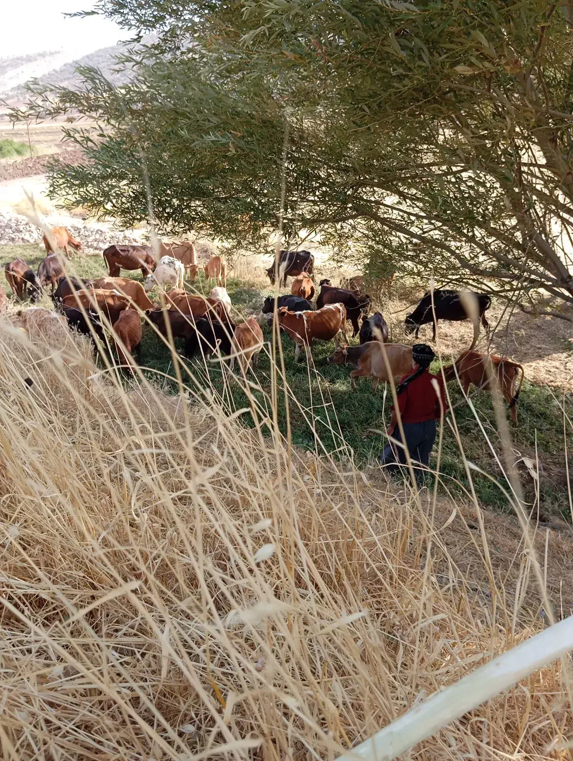 گاو محلی|حیوانات مزرعه|زمکان, |دیوار