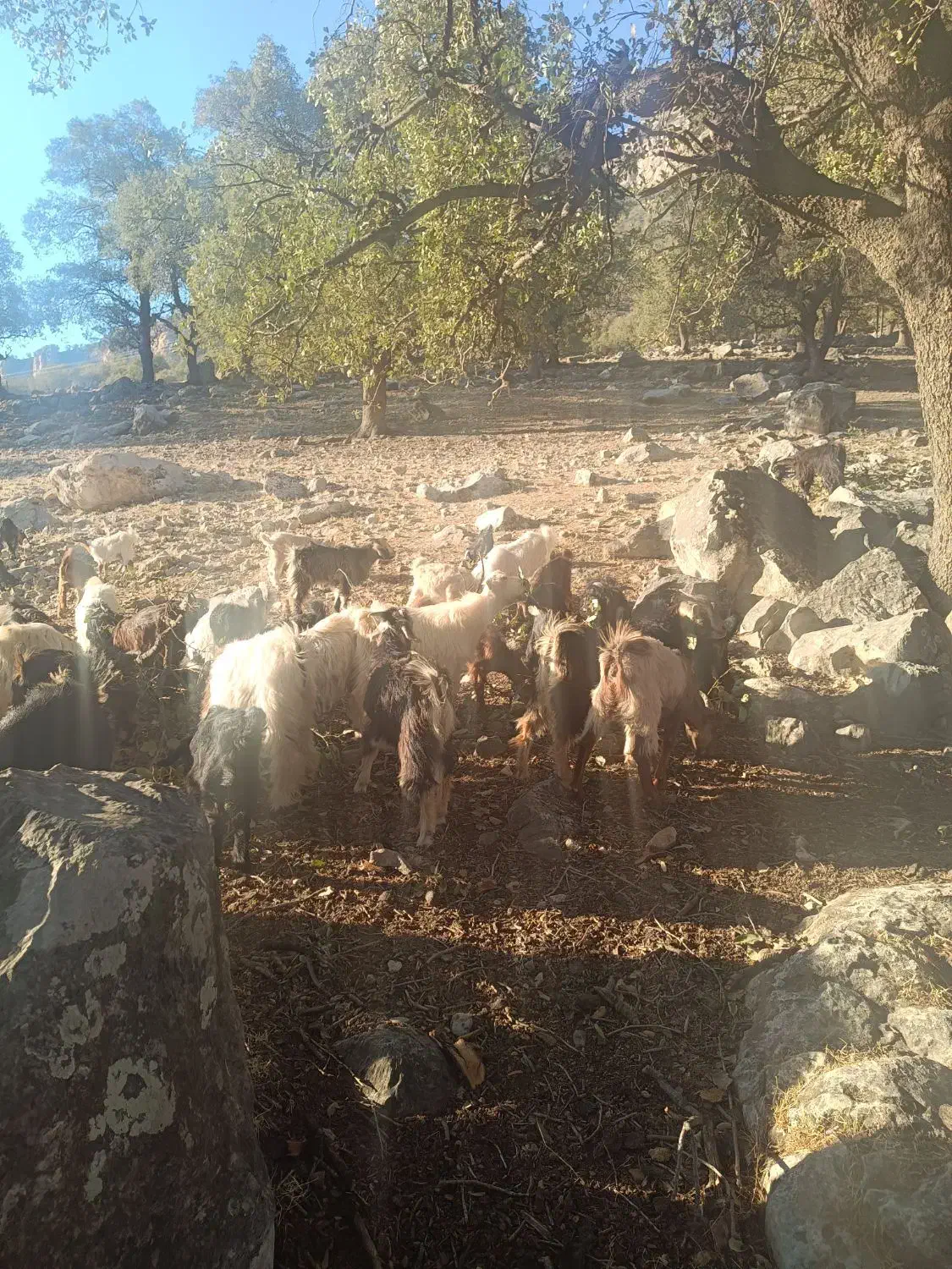 25عدد کهره دونه 5و پانصد|حیوانات مزرعه|لنده, |دیوار