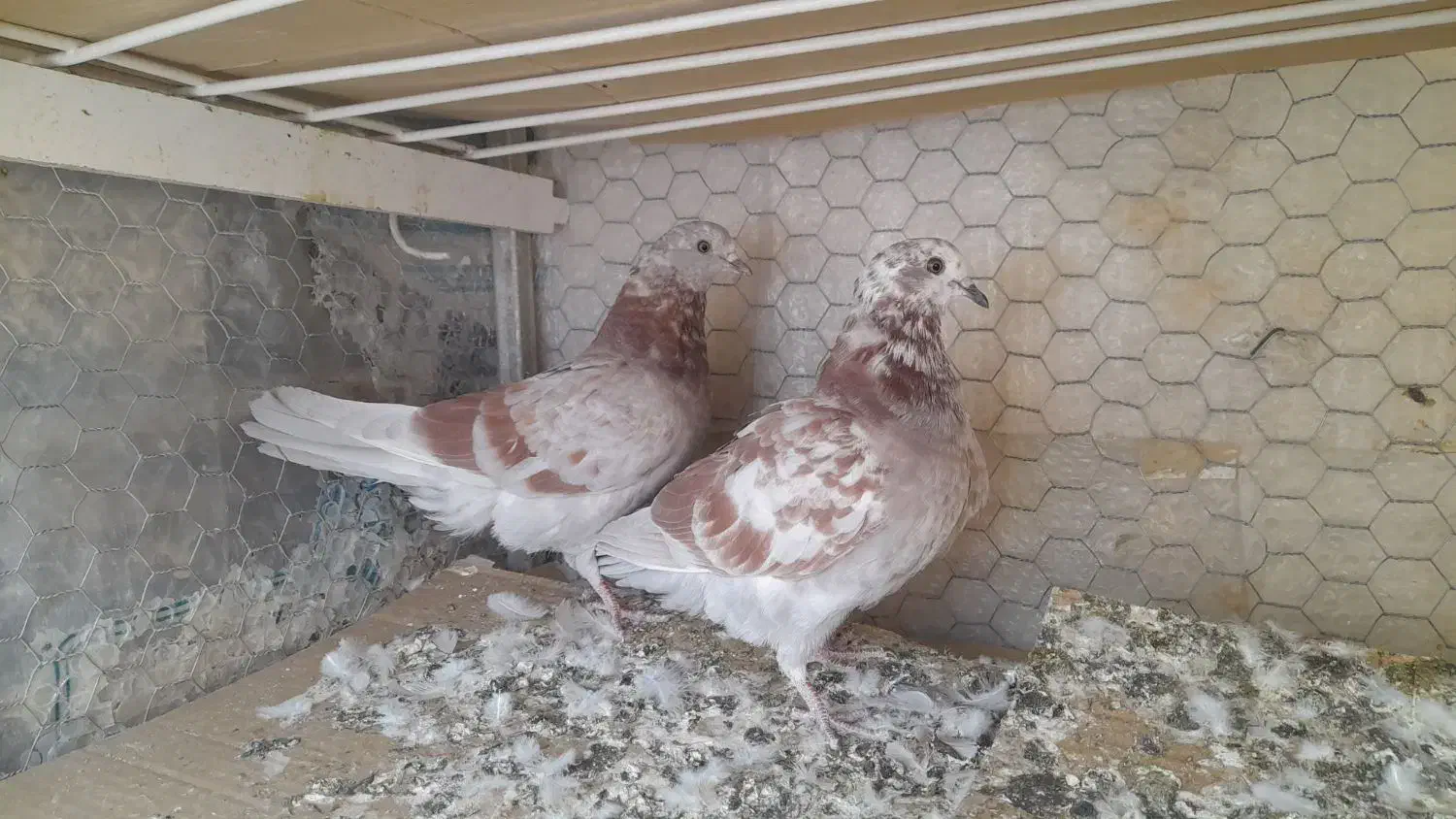 جفت کبوترپیس وقلمکاربپروبازیکن بامفلق هاشون|پرنده|شاهین‌شهر, حاجی آباد|دیوار