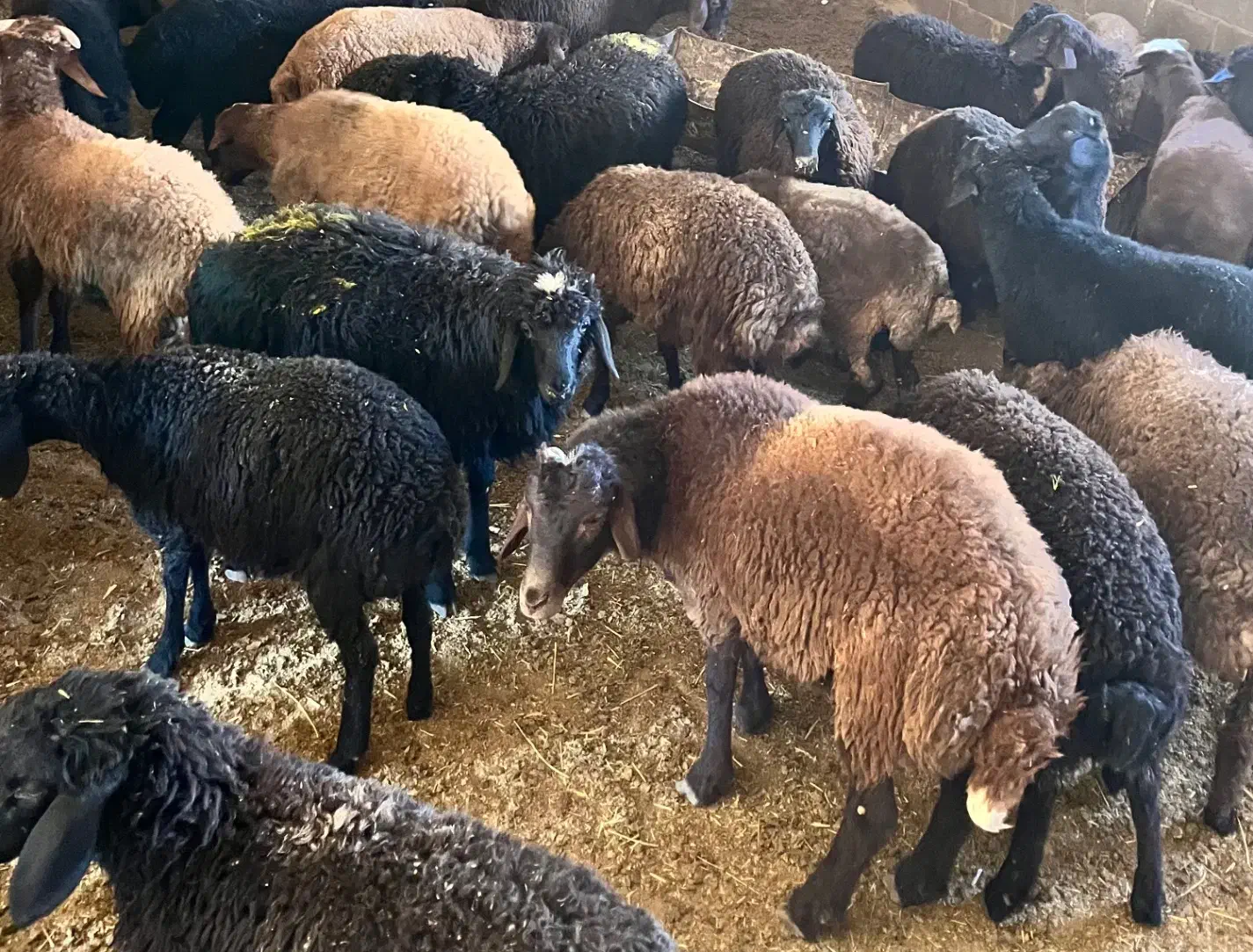 بره نر ریز فروشی|حیوانات مزرعه|مهدی شهر, |دیوار