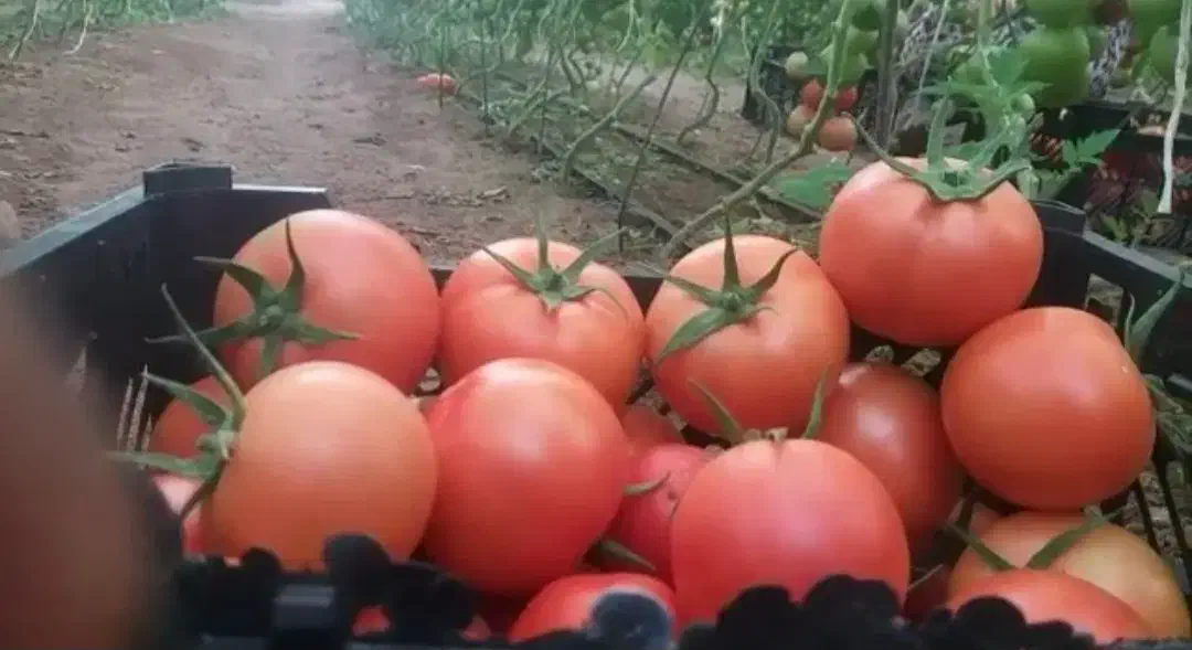 گوجه فرنگی تناژ|عمده‌فروشی|تهران, خانی‌آباد|دیوار