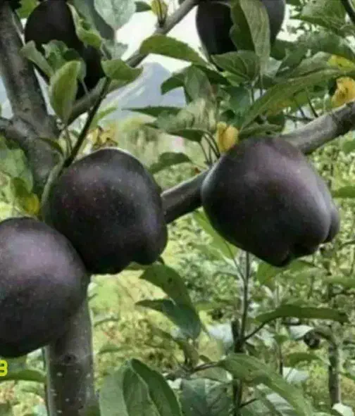 پیشفروش نهال سیب مشکی|خدمات باغبانی و درختکاری|زرین آباد, |دیوار