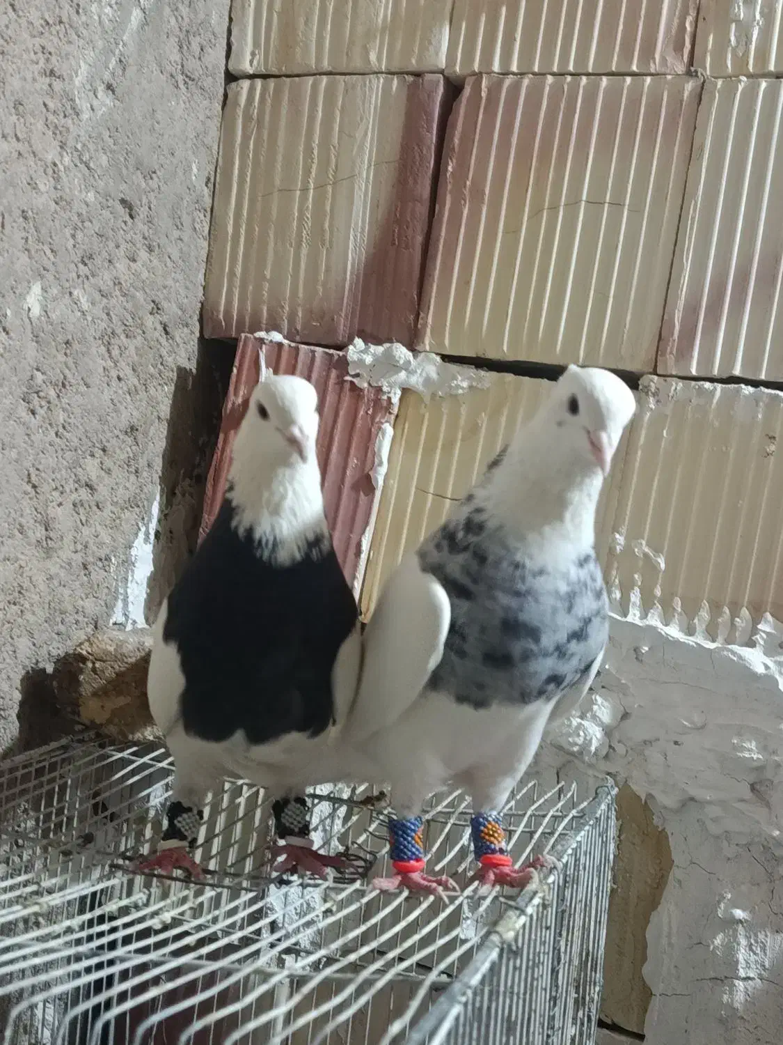 طوقی الماسی|پرنده|زابل, |دیوار