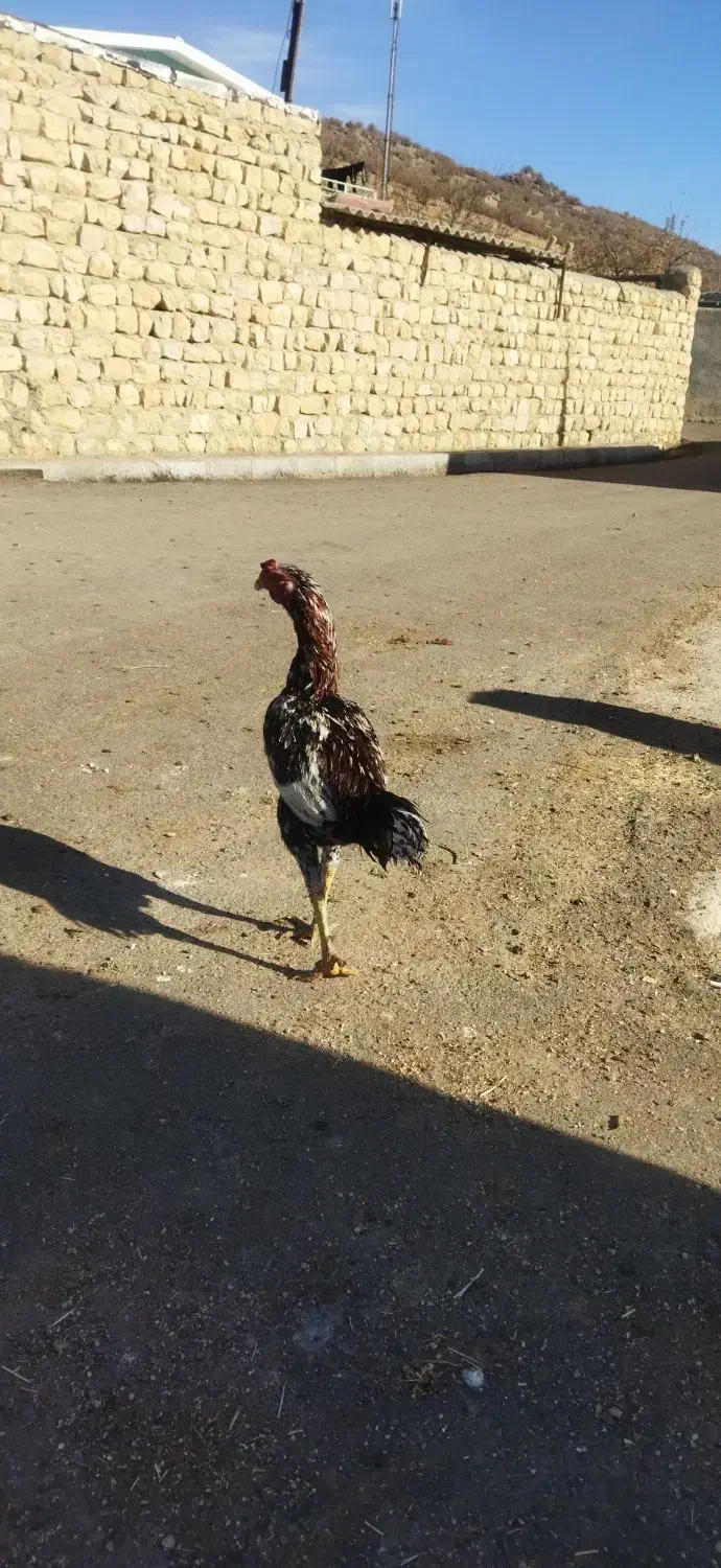 خروس لاری معاوضه با مرغ وخروس کردی|حیوانات مزرعه|گوآور, |دیوار