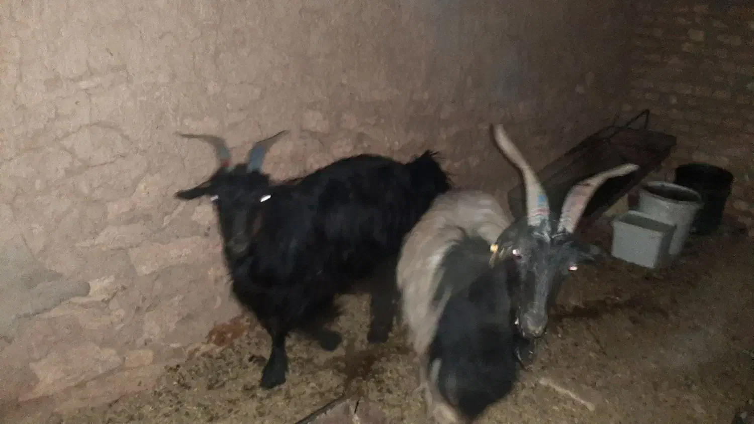 بز داشتی کردی آبستن|حیوانات مزرعه|یزد, |دیوار