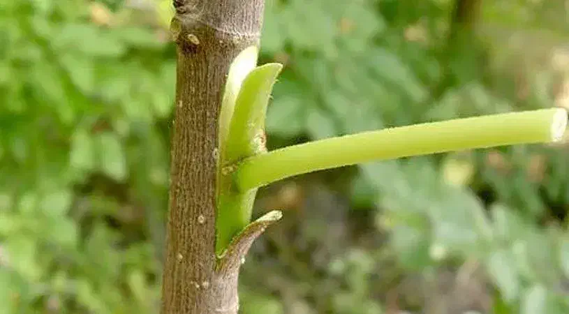 هرس انواع درختان به صورت حرفهای|خدمات باغبانی و درختکاری|سامان, |دیوار