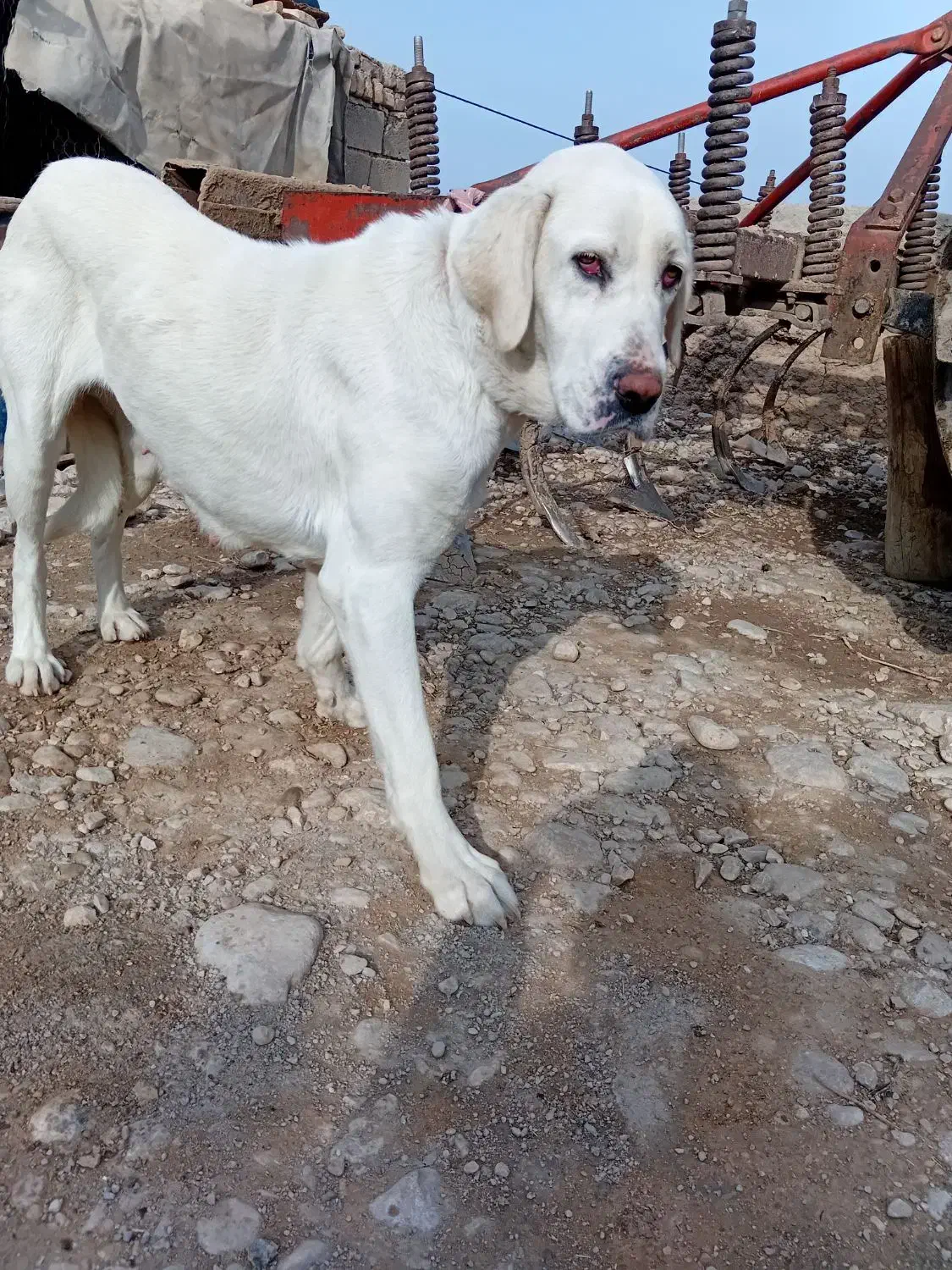 سگ ماده|سگ|بجنورد, |دیوار