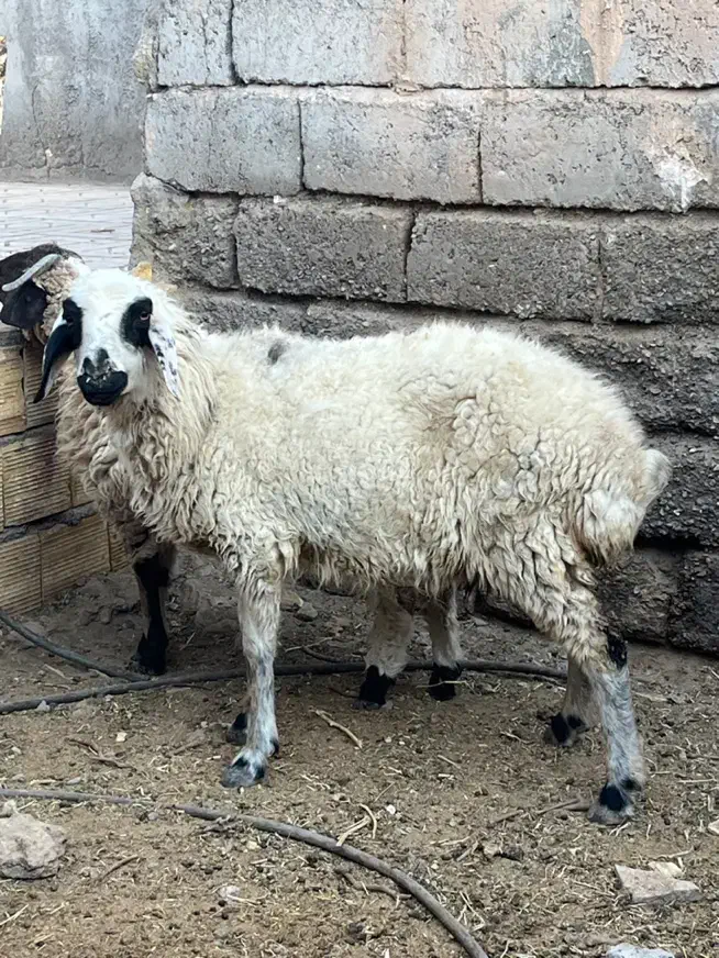 میش|حیوانات مزرعه|سیرجان, |دیوار