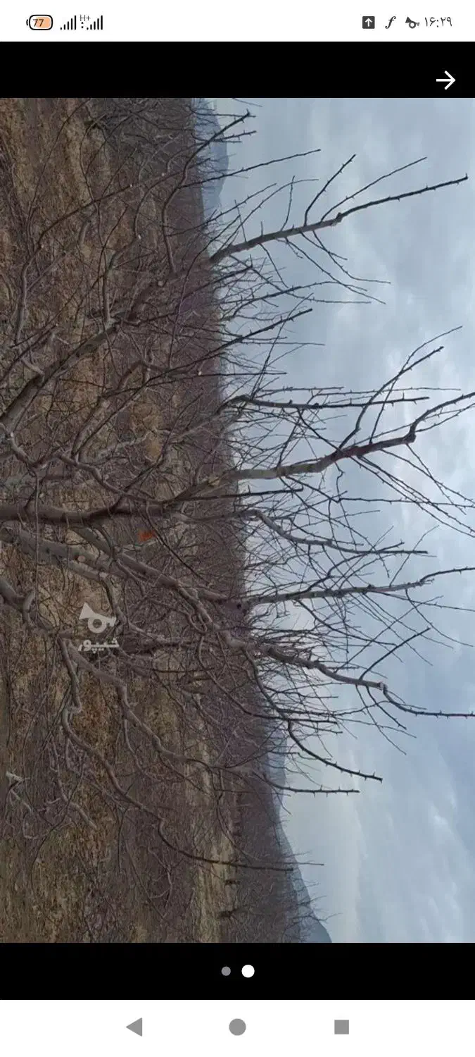 دنبال کار جمع کردن هرس درختان هستم|خدمات باغبانی و درختکاری|مهاباد (آذربایجان غربی), |دیوار