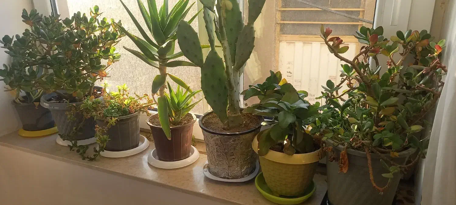 انواع گل|گل و گیاه طبیعی|خرمدره, |دیوار