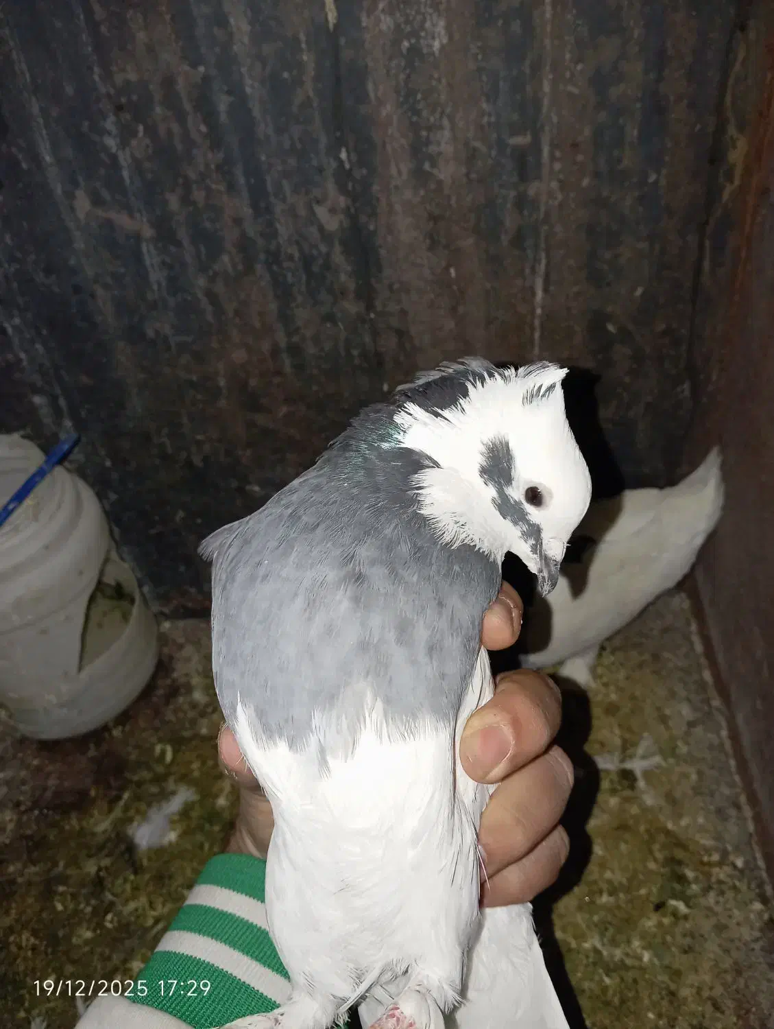 جفت طوقی شازده ای|پرنده|شیراز, جوادیه|دیوار