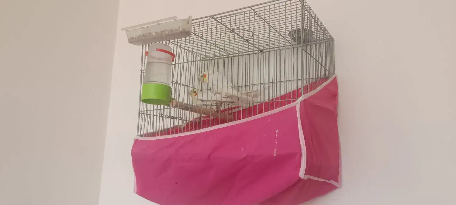 ۸عدد عروس|پرنده|برخوار, |دیوار