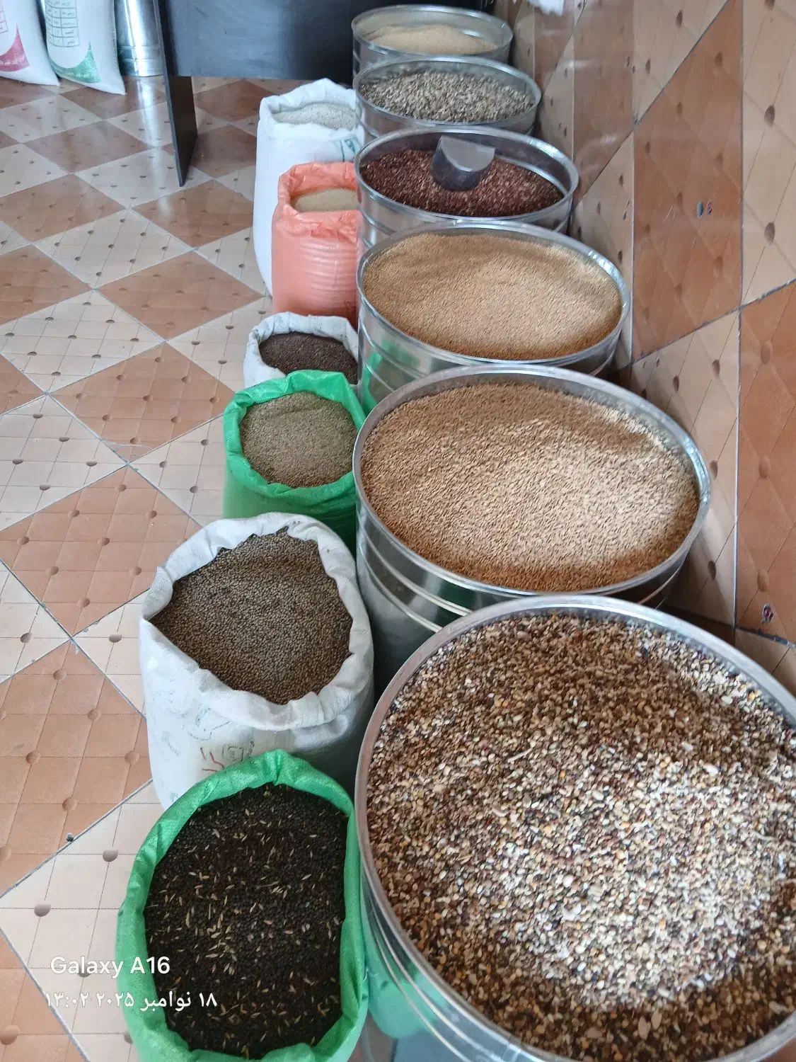 نر پلنگ|پرنده|کرمان, |دیوار