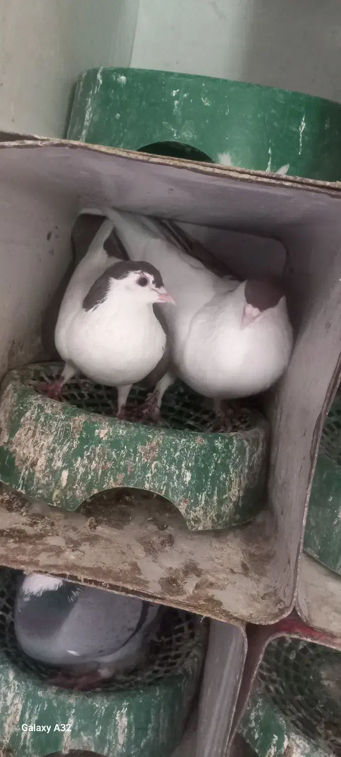 جفت چپ دم سرخ|پرنده|مشهد, چهارچشمه|دیوار