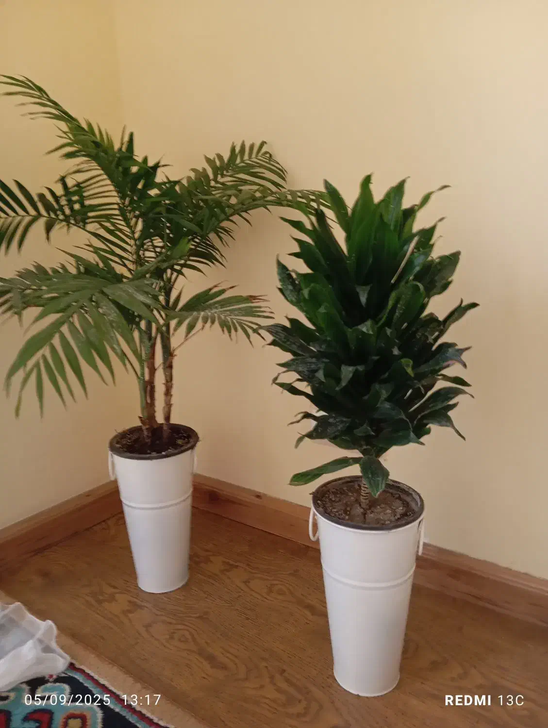 دوعدد گل سالم همراه باگلدان فلزی|گل و گیاه طبیعی|رامسر, |دیوار