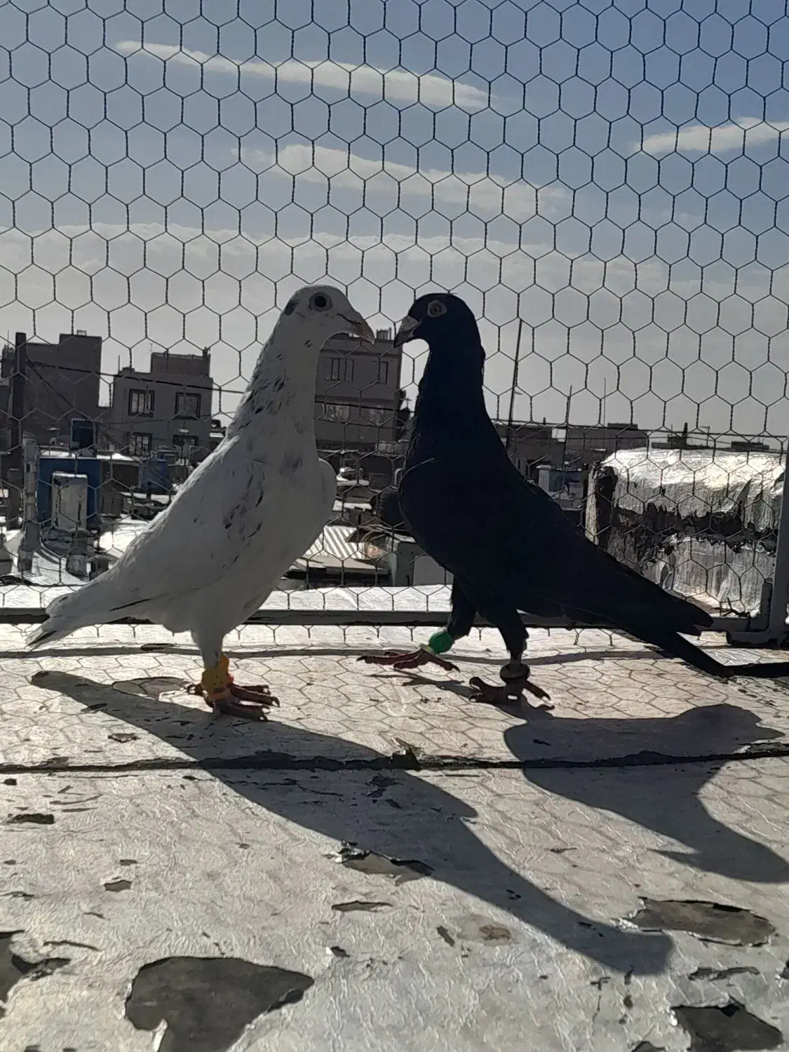 یه جفت هفرنگ|حیوانات|قزوین, |دیوار