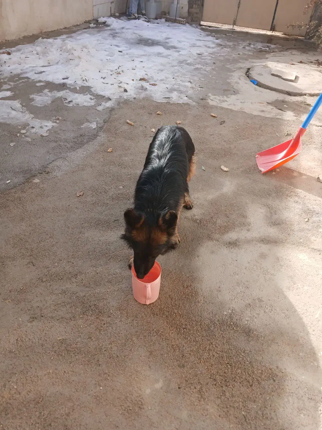 سگ ژرمن|حیوانات|بجنورد, |دیوار