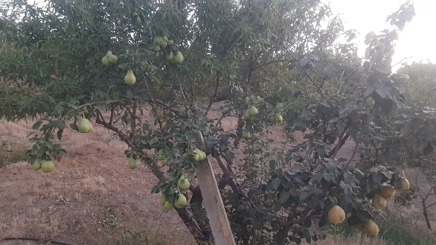 اجرای هرس و فرم دهی اصولی درختان مثمر|خدمات باغبانی و درختکاری|نجف‌آباد, صالح آباد|دیوار