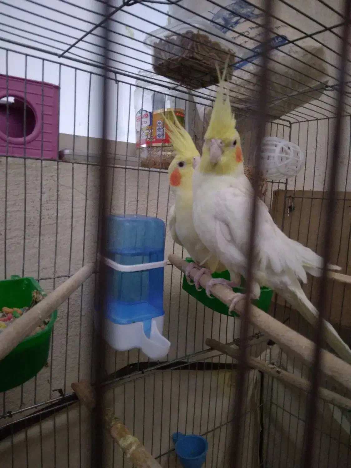 عروس هلندی ۱. ساله شرط تخم جوجه فروش فوری|پرنده|لالی, |دیوار